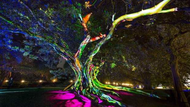 Vivid Sydney 2016: Synthesis is in the Royal Botanic Garden, which is one of several locations being used this year. 