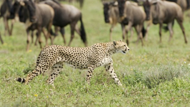Cheetah and wildebeest in Tanzania. 