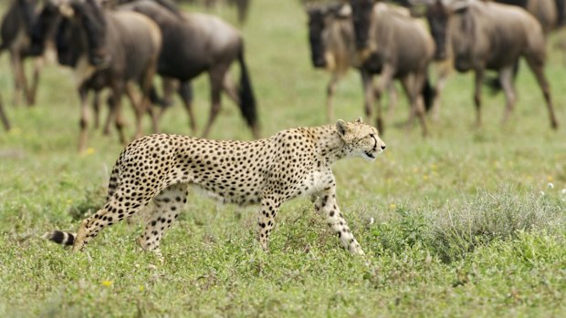 Cheetah and wildebeest in Tanzania. 