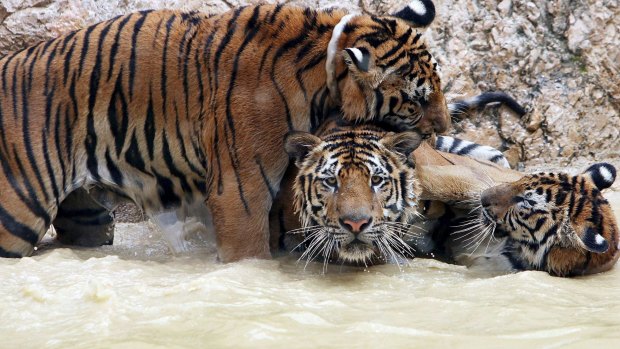 Of the 147 tigers removed from the temple, 86 have died.