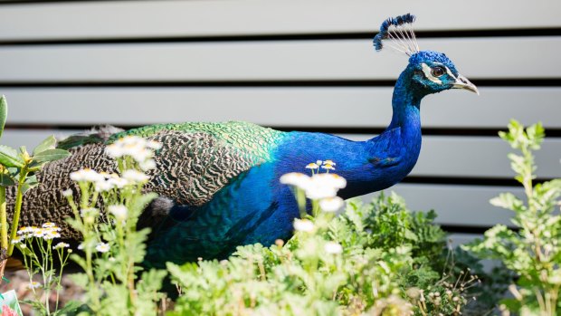 A peacock in Narrabundah.