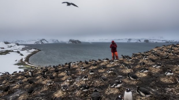 A German researcher counts the number of penguin species and pairs as part of continuing studies of bird species on King George Island.