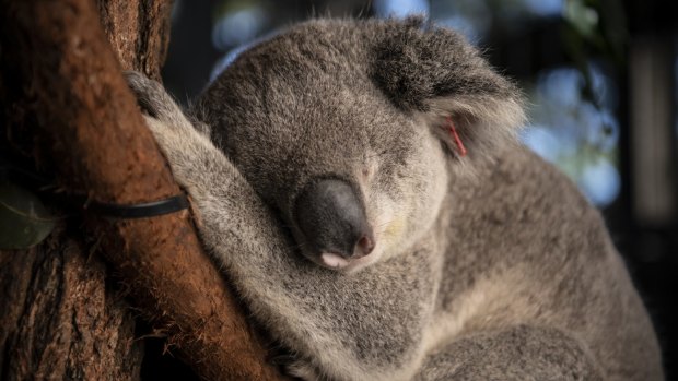 Evans Head CW is a 3yo male koala who is the first male to be part of the new breeding program at the Port Macquarie Koala Hospital. Evans Head CW lost his left eye due to conjunctivitis. 