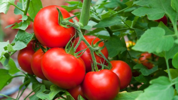 Tomato prices have surged after Cyclone Debbie.