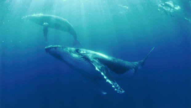 The quiet communication reduces the chances of being overheard by killer whales and sexually rampant male humpbacks looking for an opportunity to mate.