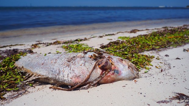 About 1500 dead fish, many of which were pink snapper, washed up from Cockburn Sound in recent weeks. 