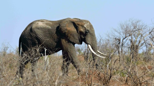 An elephant reportedly fell on top of Botha after one of his companions fired at it.
