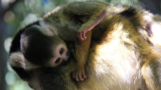 Hello world: Baby squirrel monkey Julio with mum Lena.