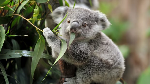 A young koala.