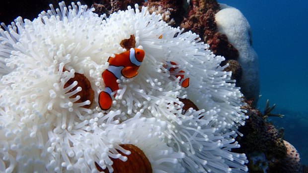  Corals aren’t the only organisms on the reef that suffer from bleaching – this anemone on Farquharson Reef, east of Mission Beach on the GBR, would normally have colouring similar to a healthy coral polyp.