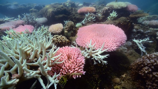 Extended periods with temperatures above normal prompt corals to expel algae, causing them to start to bleach but also to begin starving. 