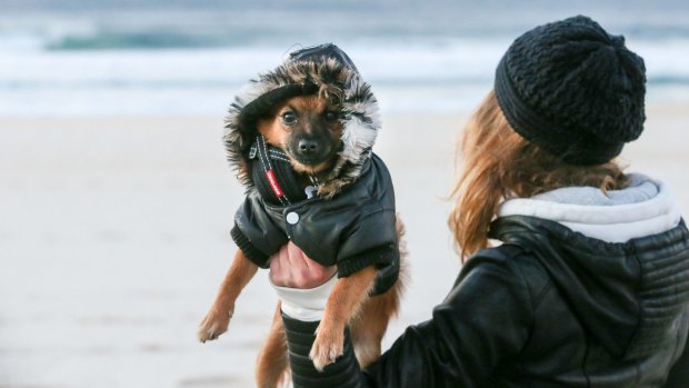 Nanou, a Pomeranian, braves a chilly 8 degrees on Bondi Beach in a brisk start to Monday.