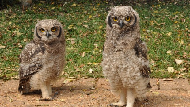 Spotted Eagle Owl chicks.