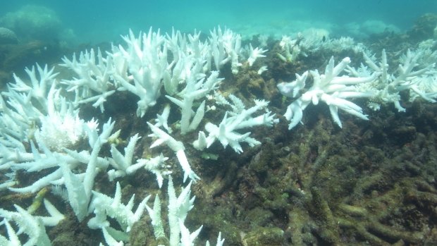 Bleached (white) and dead (brown) coral.