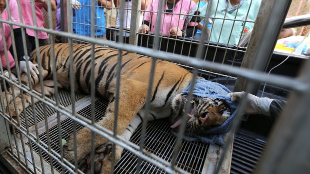 A sedated tiger lies inside a cage prior to its removal from the Tiger Temple in 2016.