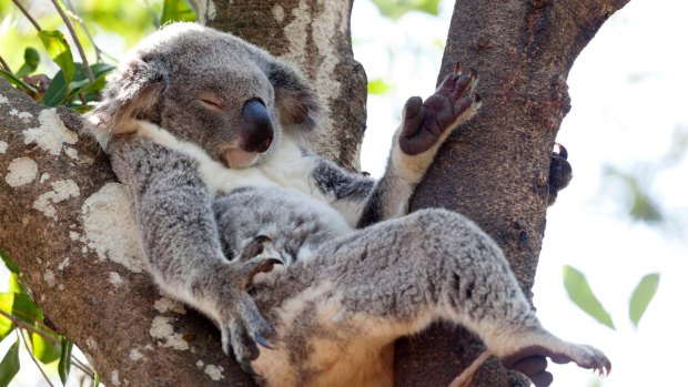 Relax, it's all under control: Koalas sleep up to 18 hours a day.