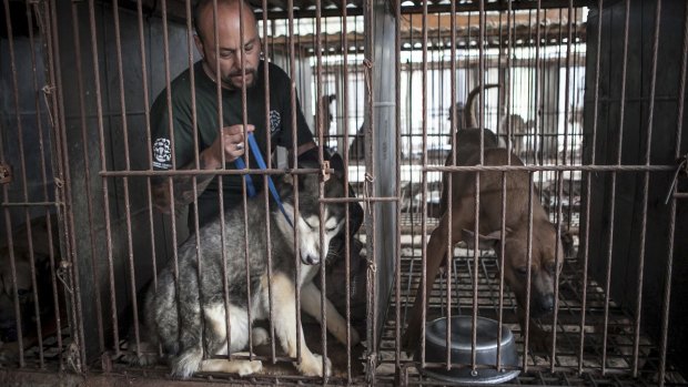Adam Parascandola, who works for Humane Society International, ties up a dog at a dog farm in Wonju, South Korea. 