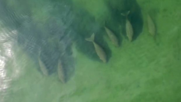 Dugongs swimming at the Hat Chao Mai Beach national park in Thailand. Sea mammals have returned to the region in the absence of tourists.