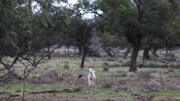 Property owned by Barnaby Joyce near Gwabegar, described by locals as "mongrel country", fit for goats and not much else.
