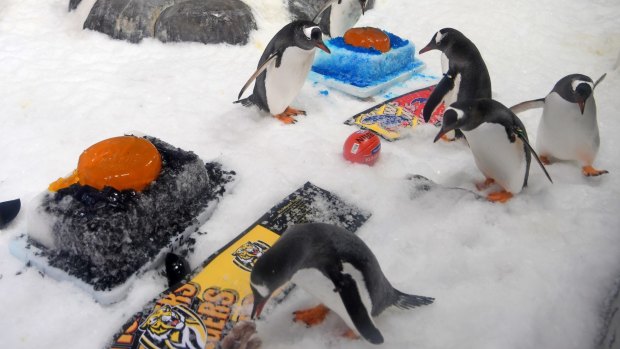 Penguins at Melbourne Aquarium pick between fish cakes in club colours,