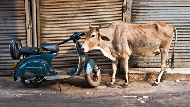 A Cow and scooter, Paharganj.