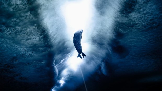 A Weddell seal beneath the Antarctic ice.