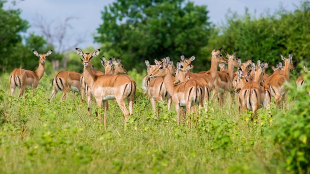 Impala in Chobe National Park.