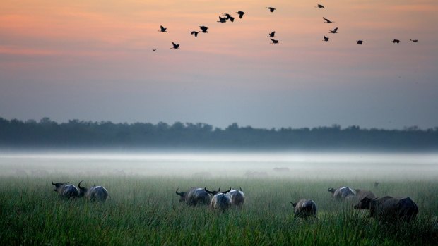 Bamurru Plains, Northern Territory.