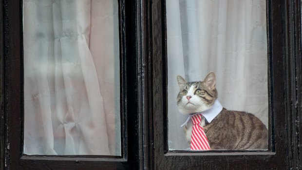 A cat wearing a striped tie and white collar looks out of the window of the Embassy of Ecuador as Swedish prosecutors question Julian Assange .