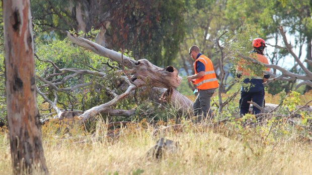 Trees start to be cleared for the Ellerton Drive Extension in Queanbeyan.