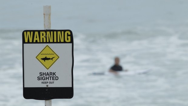 Multiple shark sightings have forced swimmers out the water at Cottesloe and City Beach. 