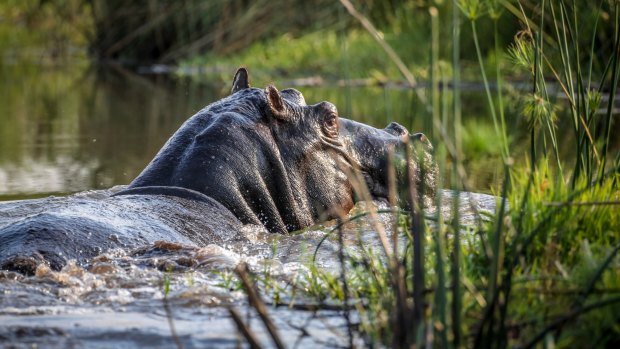 No swimming: A hippo wallows in the waters.