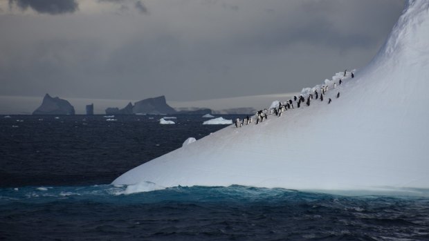 Adelie penguins rest on an iceberg off the Antarctic Peninsula.