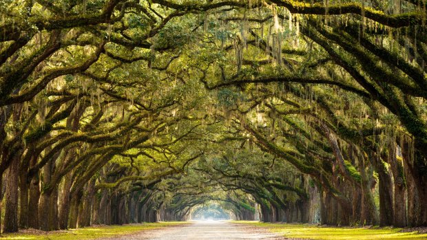 Ancient oaks draped in spanish moss are a feature of Savannah, Georgia.