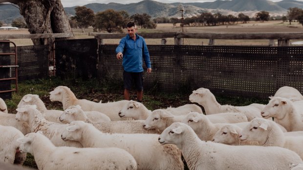 Mick Azar cannot get too close to the flock when the ewes are lambing.