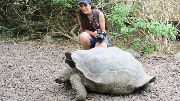 A giant tortoise on the Galapagos Islands.