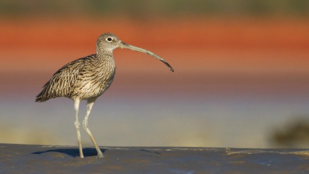 Eastern Curlew at Broome Bird Observatory.