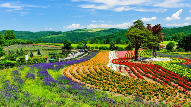 The famous garden of Biei, Hokkaido, Japan.