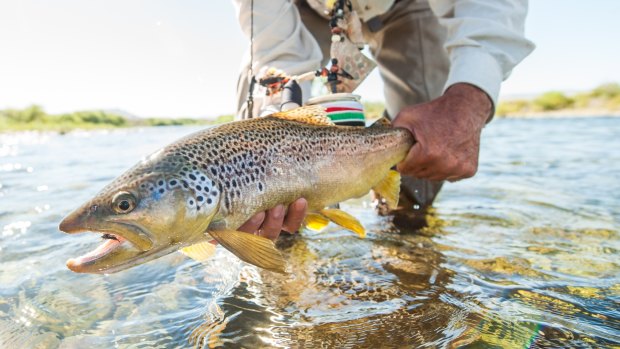 Catch and release is the custom in Patagonia.