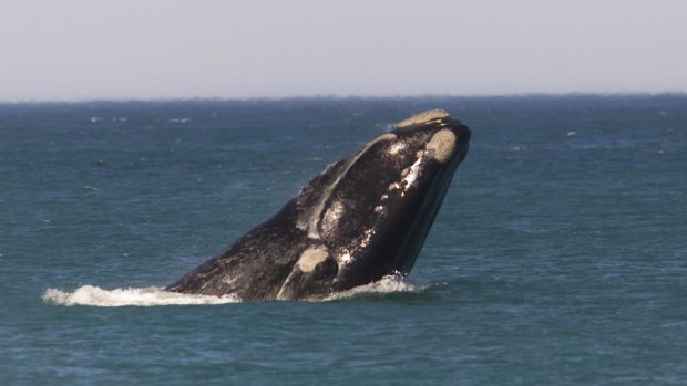 Look at this jerk Southern Right Whale, swimming around, contributing profits to basically no-one. Stop leaning and start lifting!