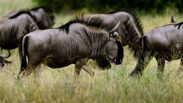 Wildebeest at the Mara River were a highlight for Dianne Aulsebrook.
