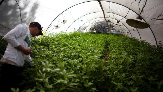 A government facility for growing medical marijuana in Israel.