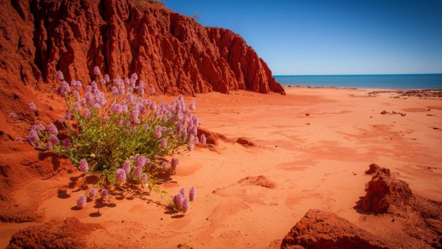 James Price Point, North of Broome in the Kimberley region features stunning red pinyin cliffs and clear blue sea.