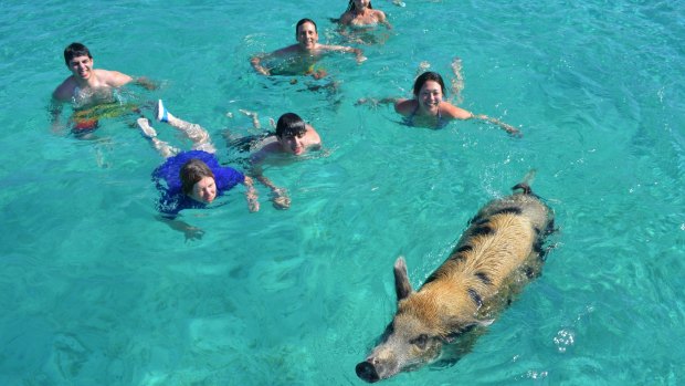 It's estimated that more than 20 attractions have sprung up in recent years across the island chain - each offering tourists the opportunity to wade or boat in shallow waters as pigs beg them for scraps of food.