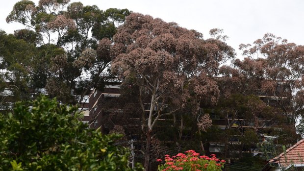 Canterbury Council is investigating whether eight gum trees outside an Earlwood apartment complex were intentionally or accidentally killed.