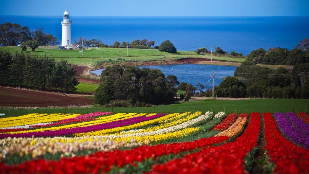 A tulip farm in Table Cape, Tasmania.