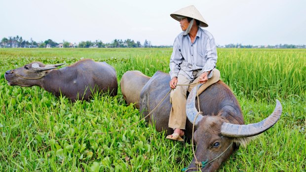 Water buffalo plays an important role in Vietnam's agriculture.