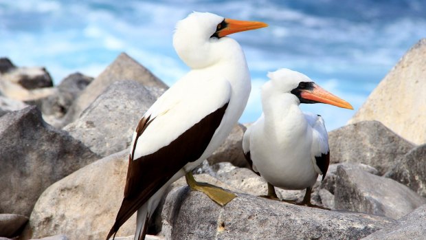 Nazca boobies on Espanola Island.