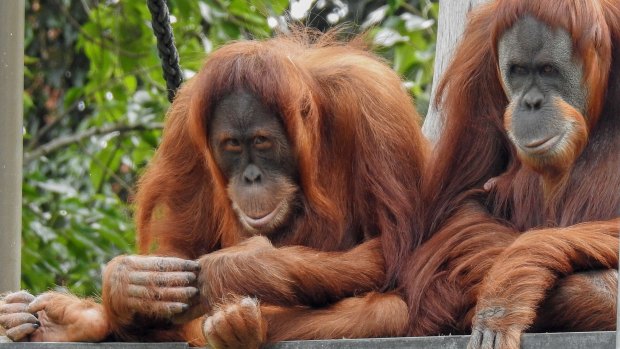 Orangutans, Dewi and Maimunah.