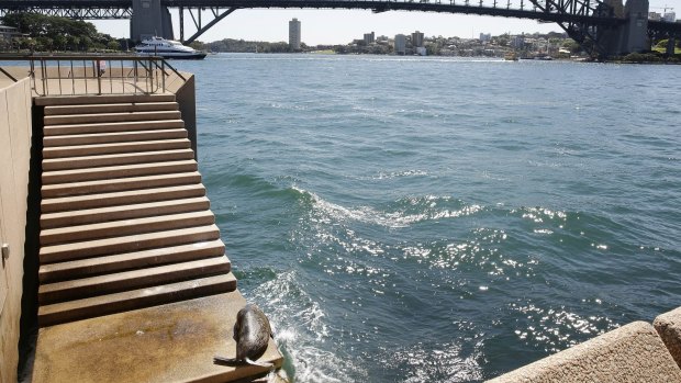 A seal visits the Sydney Opera House in 2014